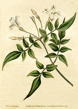 Jasminum officinale - Bot. Mag. 31, 1787.jpg