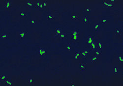 LegionellaPneumophila IF.jpg