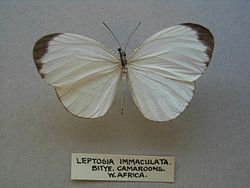 Leptosiaimmaculata.jpg