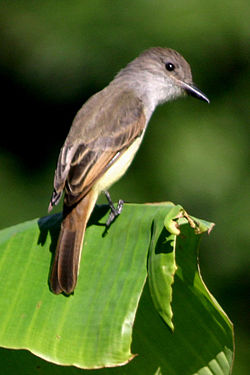 Lesser Antillean flycatcher.jpg