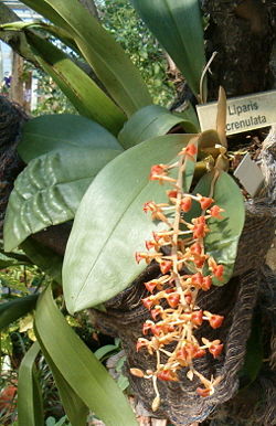 Liparis crenulata OrchidsBln0906.jpg