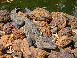 Marsh crocodile - Basking in the sun.jpg
