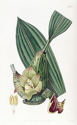 Maxillaria tetragona - Edwards' vol. 17 (1831) pl. 1428.jpg