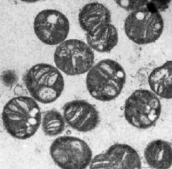 Methylococcus capsulatus.png