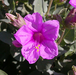 Mirabilis multiflora 2004-08-22.jpg