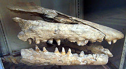 Mosasaurus skull.jpg
