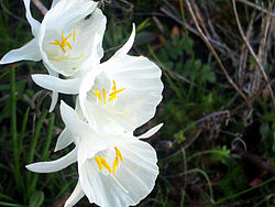 Narcissus cantabricus Closeup5 DehesaBoyalPuertollano.jpg