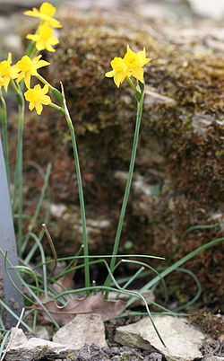 Narcissus gaditanus 01.jpg