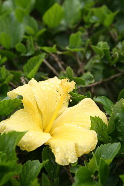 Native Yellow Hibiscus (Hibiscus brackenridgei) Pua Aloalo; Ma`o hau hele.jpg