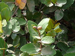 Neocarya macrophylla 0004.jpg