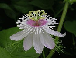 Passiflora foetidacloseup.jpg