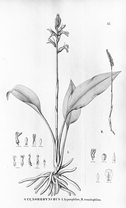 Pelexia novofriburgensis (as Stenorrhynchos hypnophilum) - Brachystele dilatata (as syn. Stenorrhynchos icmadophilum) - Flora Brasiliensis 3-4-37.jpg