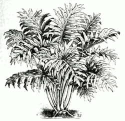Philodendron bipinnatifidum.png
