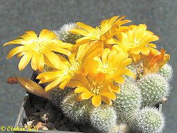 Rebutia fabrisii aureiflora 1.jpg