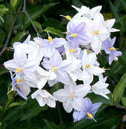 Solanum laxum.jpg