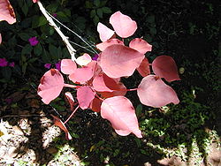 Starr 030418-0143 Euphorbia cotinifolia.jpg