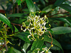 Stenocarpus salignus 01.JPG
