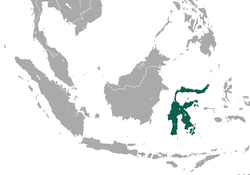 Sulawesi Bear Cuscus area.png