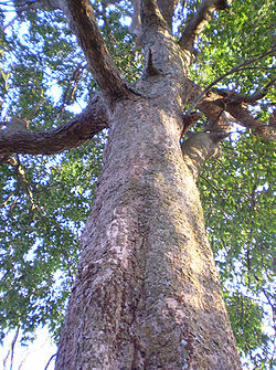 The tree see under to above a konia tree.jpg