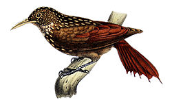Xiphorhynchus obsoletus - Castelnau.jpg