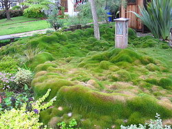 Zoysia grass in San Diego California 02-2005.jpg