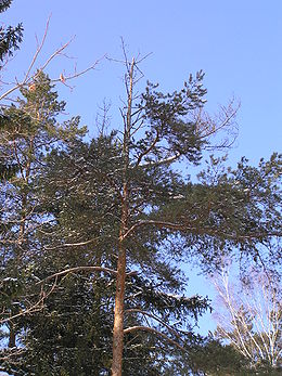 Pinus sylvestris cronartium flaccidium beentree.jpg