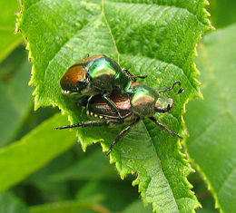 Popillia japonica - japanese beetle - desc-mating pair on filbert tree leaf.jpg