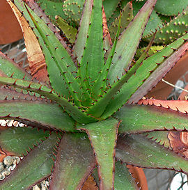 Aloe broomii var tarkaensis 2.jpg