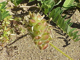 Astragalus cicer0.jpg