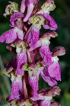 Orchis spitzelii wiki mgk02.jpg