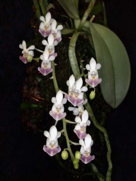 Phalaenopsis parishii toapel.jpg