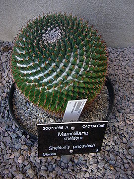Sheldon's pincushion - Mammillaria sheldonii.jpg