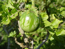 Solanum sodomeum.JPG