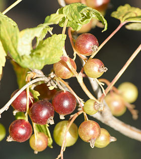 Ribes nigrum-1.jpg