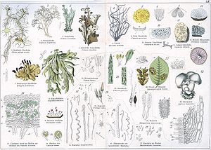 Naturgeschichte des Pflanzenreichs Tafel LIII.jpg