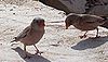 2Trumpeter Finches.jpg