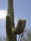 Big saguaro.JPG