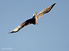Bonelli's Eagle I IMG 3230.jpg