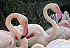 Bristol.zoo.greater.flamingo.arp.jpg