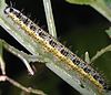 Caterpillar of Pieris brassicae 9087.jpg