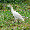 Cattle Egret (Bubulcus ibis) -Florida Keys2.jpg
