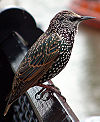 Common starling in london.jpg