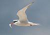 Common tern with fish.jpg