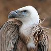 Eagle beak sideview A.jpg