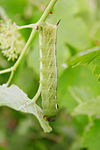 Hawk moth caterpillar02.jpg