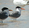 Lesser-crested Tern bribie oct02.jpg