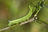 Macroglossum.stellatarum.caterpillar.3078.Liosi.jpg