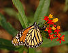 Monarch Butterfly Danaus plexippus Laying Egg 2600px.jpg