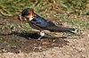 Red-rumped Swallow (Hirundo daurica) collecting mud for nest W IMG 7962.jpg