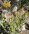 Adenia glauca KirstenboshBotGard09292010CC.jpg